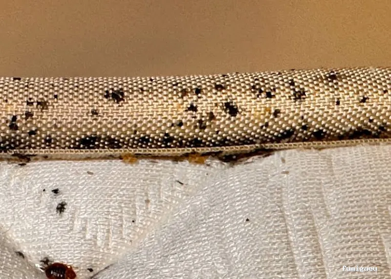 BSCP BARCELONA SEGURIDAD Y CONTROL DE PLAGAS