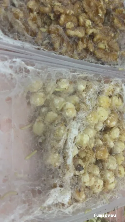 BSCP BARCELONA SEGURIDAD Y CONTROL DE PLAGAS