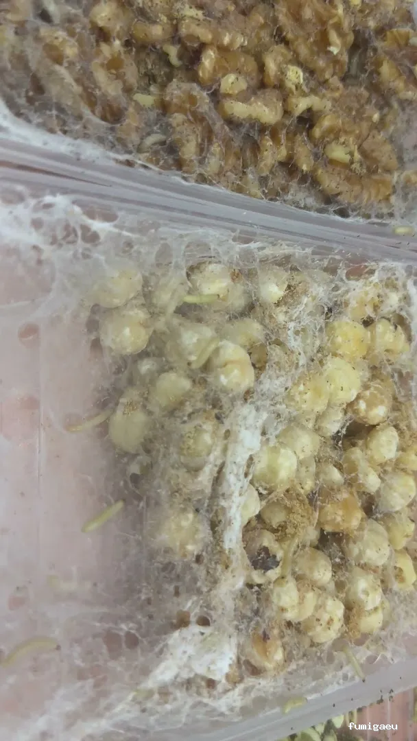 BSCP BARCELONA SEGURIDAD Y CONTROL DE PLAGAS