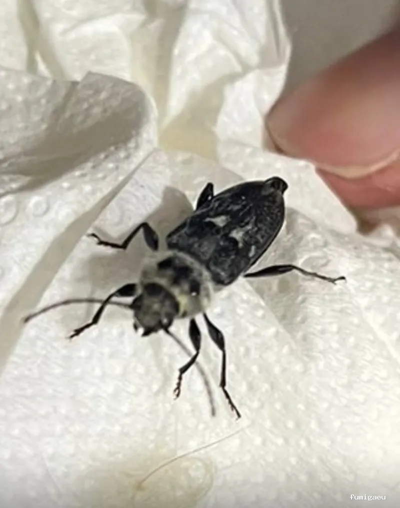 BSCP BARCELONA SEGURIDAD Y CONTROL DE PLAGAS