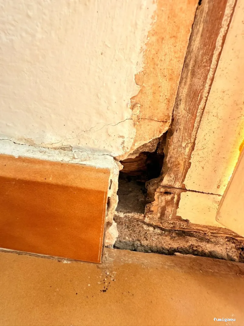 BSCP BARCELONA SEGURIDAD Y CONTROL DE PLAGAS