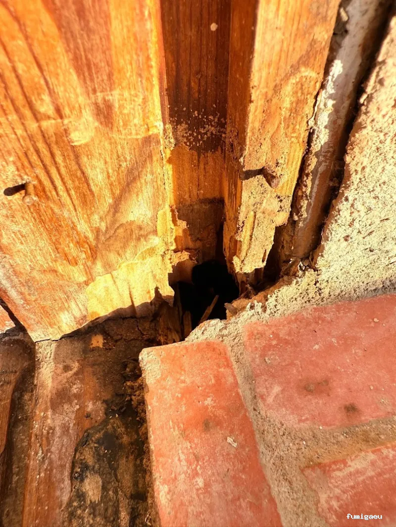 BSCP BARCELONA SEGURIDAD Y CONTROL DE PLAGAS