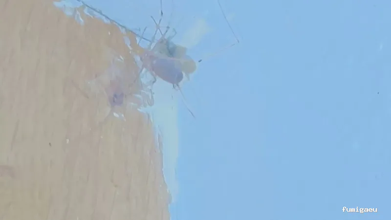 BSCP BARCELONA SEGURIDAD Y CONTROL DE PLAGAS