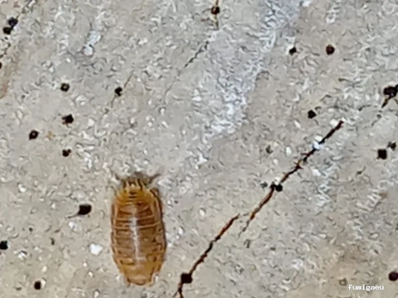 BSCP BARCELONA SEGURIDAD Y CONTROL DE PLAGAS