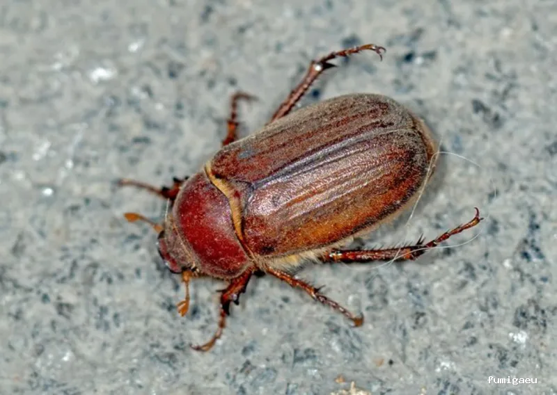 BSCP BARCELONA SEGURIDAD Y CONTROL DE PLAGAS