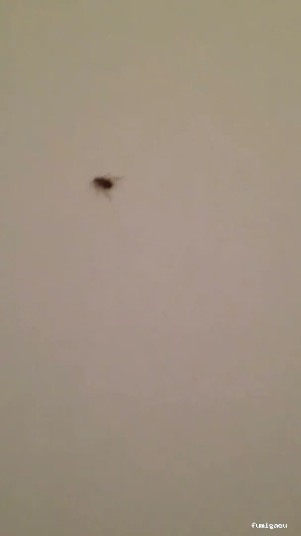 BSCP BARCELONA SEGURIDAD Y CONTROL DE PLAGAS