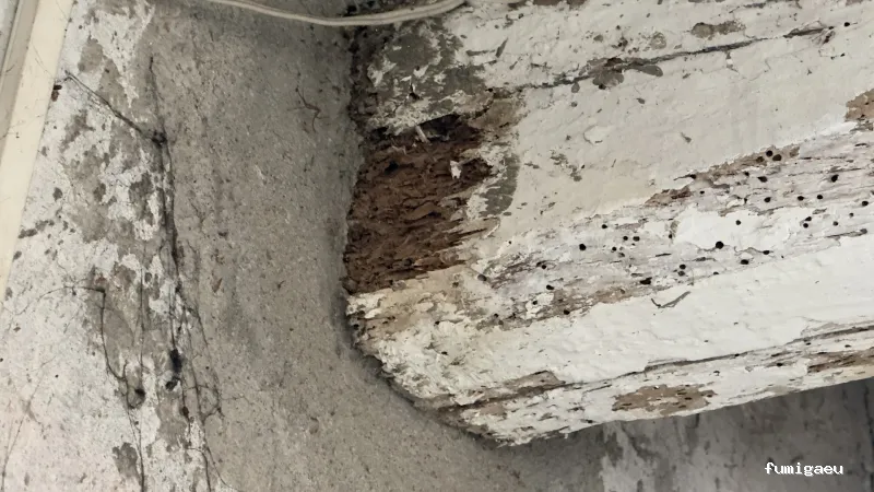 BSCP BARCELONA SEGURIDAD Y CONTROL DE PLAGAS