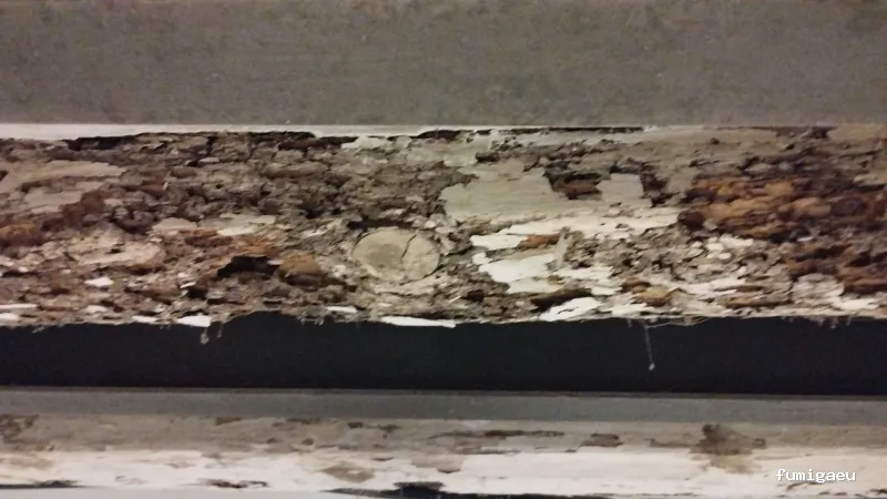 BSCP BARCELONA SEGURIDAD Y CONTROL DE PLAGAS