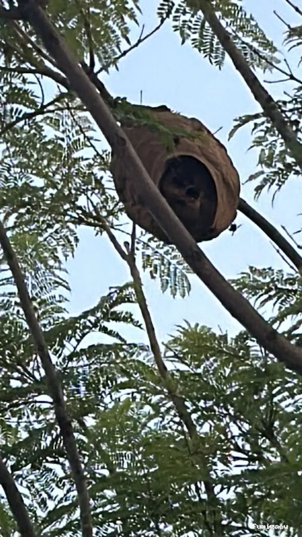 BSCP BARCELONA SEGURIDAD Y CONTROL DE PLAGAS