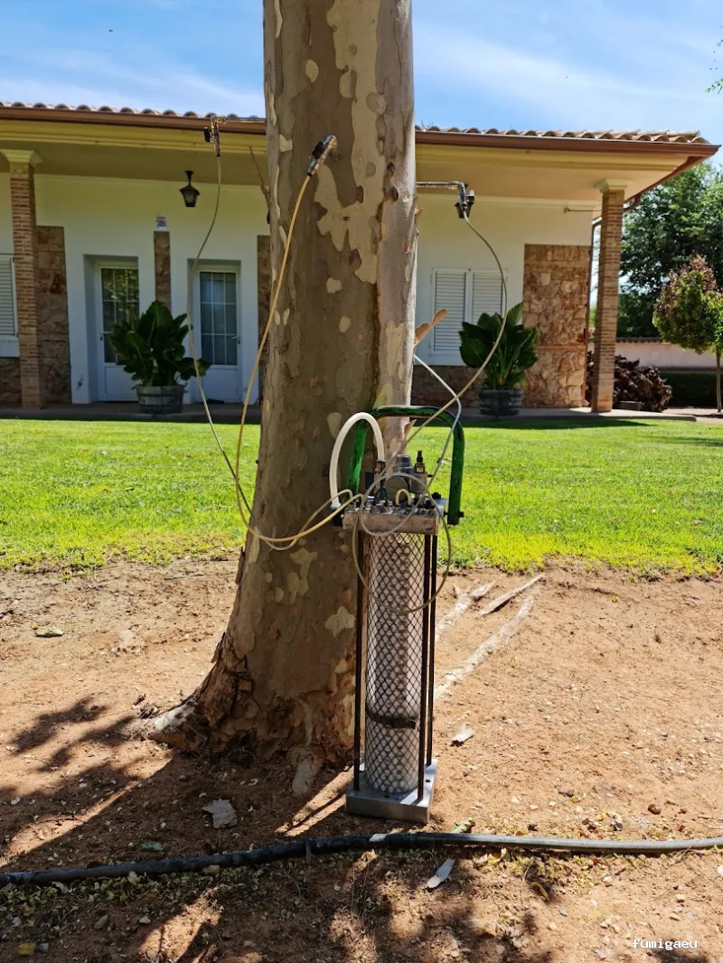 Seyma Endoterapia vegetal