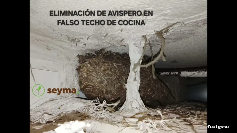 Seyma Endoterapia vegetal