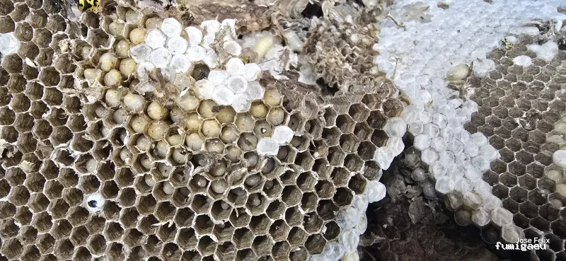 Seyma Endoterapia vegetal