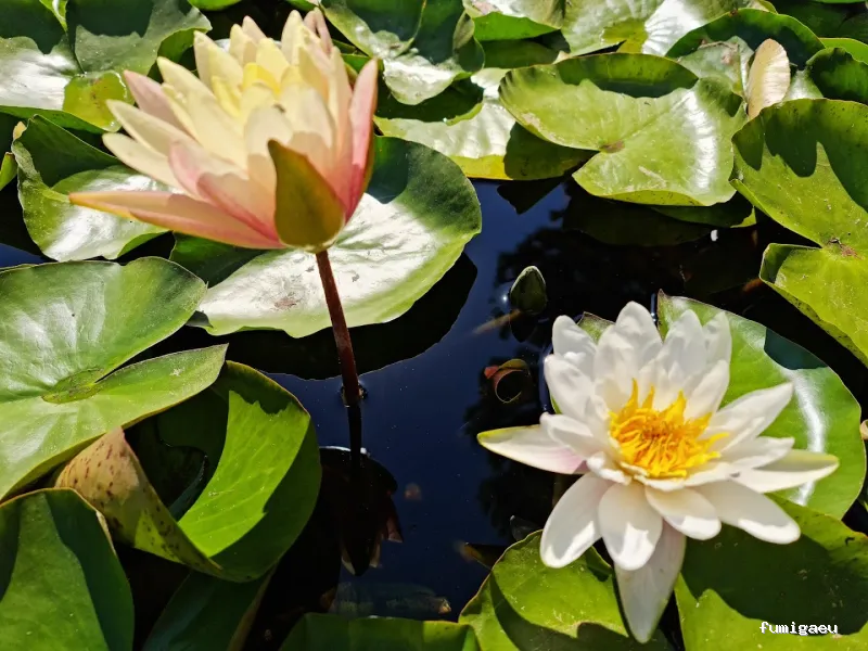 Seyma Endoterapia vegetal