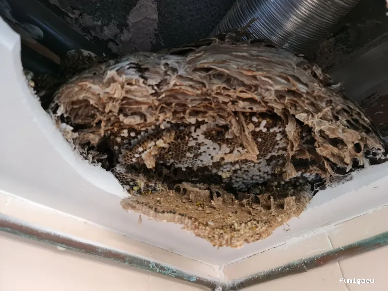 Seyma Endoterapia vegetal