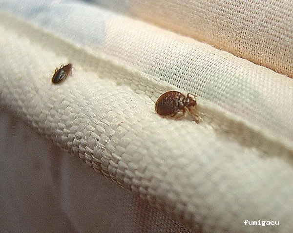 Destari control de plagas