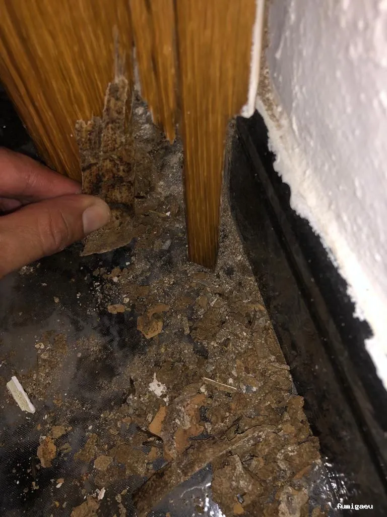 E-control Plagas Zaragoza Desinfecciones