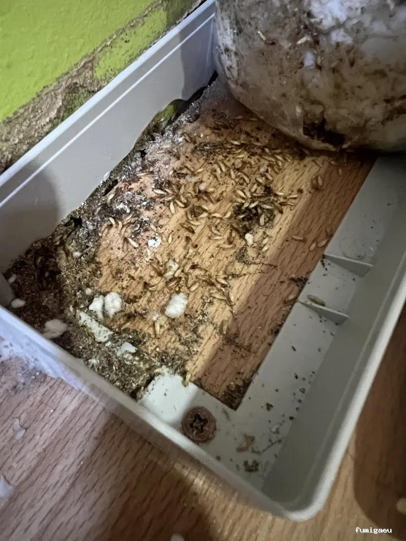 E-control Plagas Zaragoza Desinfecciones