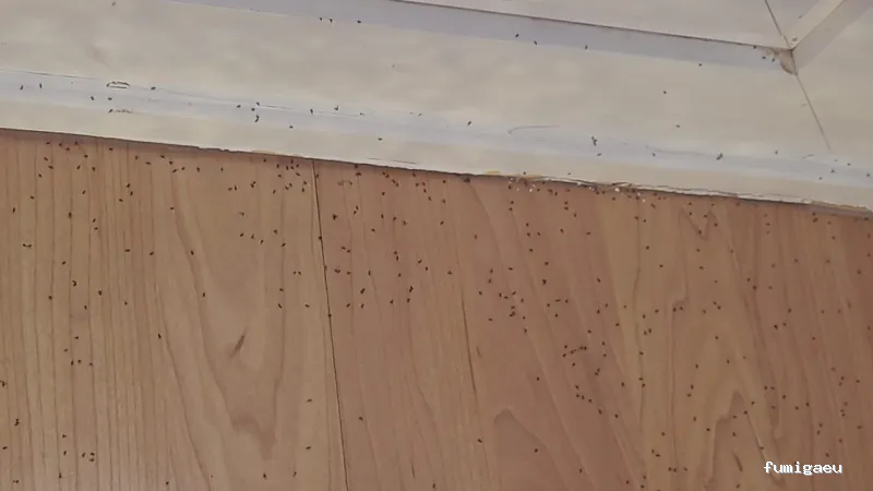 E-control Plagas Zaragoza Desinfecciones