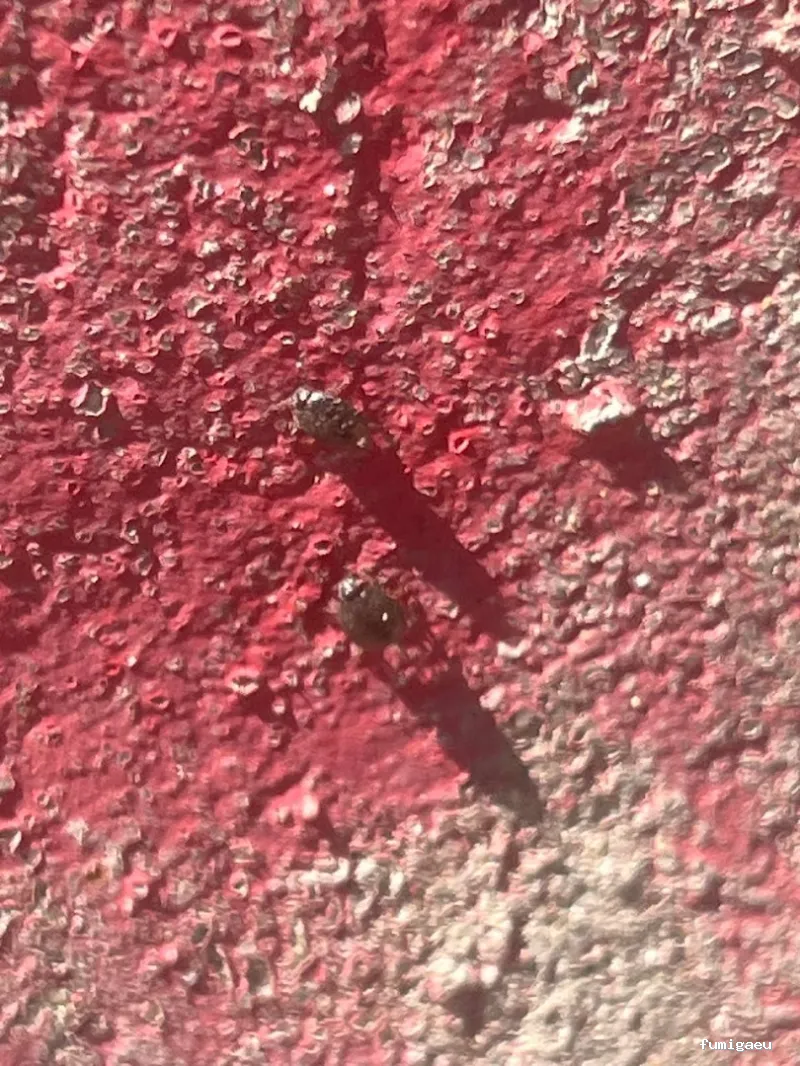 E-control Plagas Zaragoza Desinfecciones