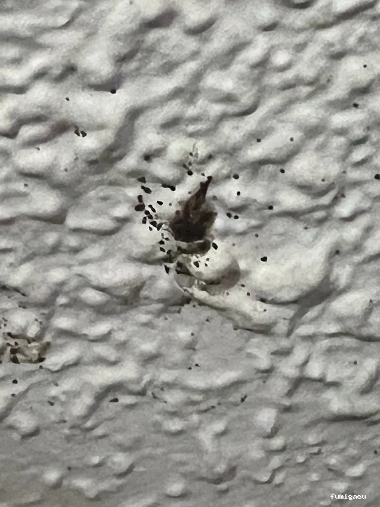 E-control Plagas Zaragoza Desinfecciones