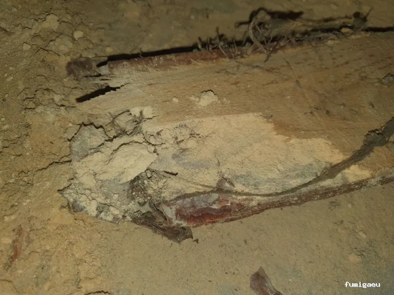 E-control Plagas Zaragoza Desinfecciones