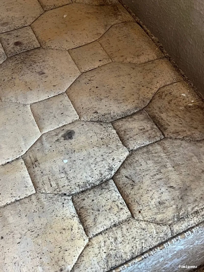 E-control Plagas Zaragoza Desinfecciones