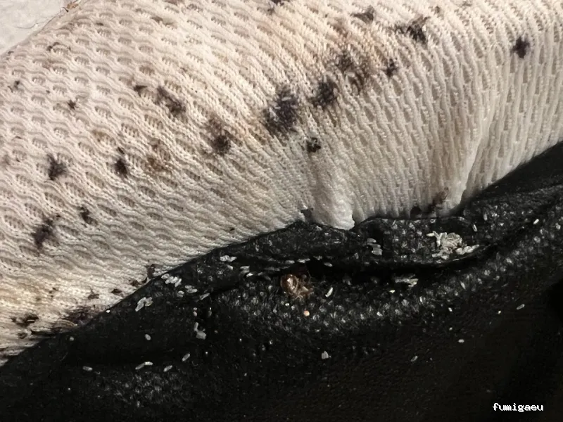 E-control Plagas Zaragoza Desinfecciones