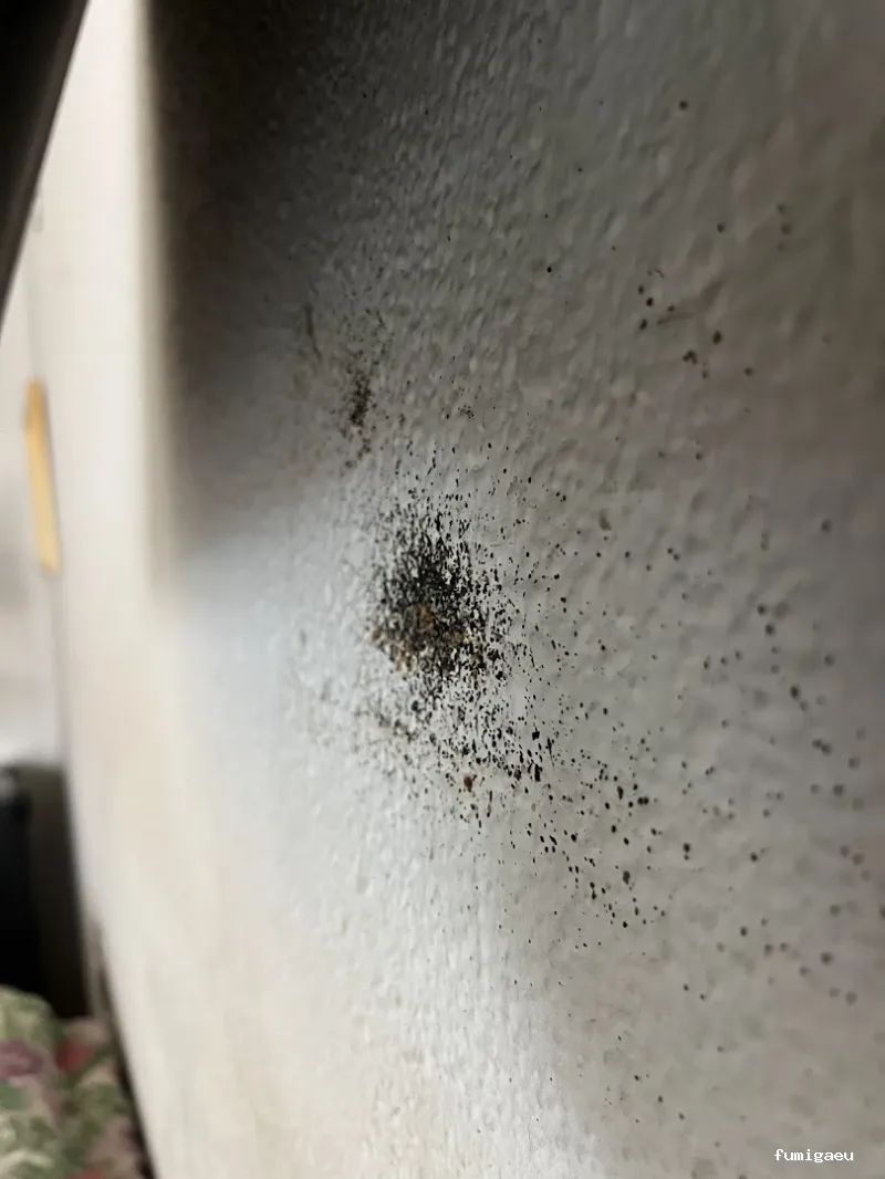 E-control Plagas Zaragoza Desinfecciones