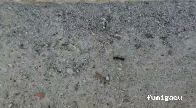 E-control Plagas Zaragoza Desinfecciones