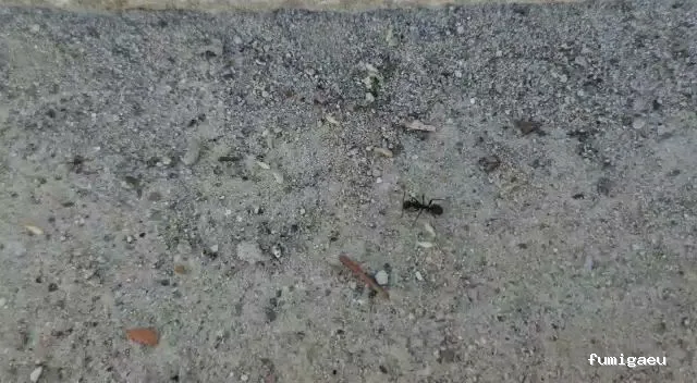 E-control Plagas Zaragoza Desinfecciones