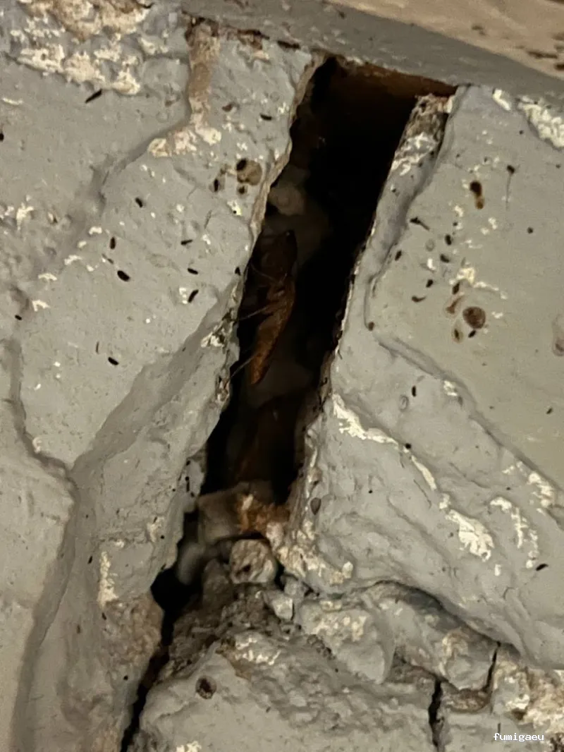 E-control Plagas Zaragoza Desinfecciones