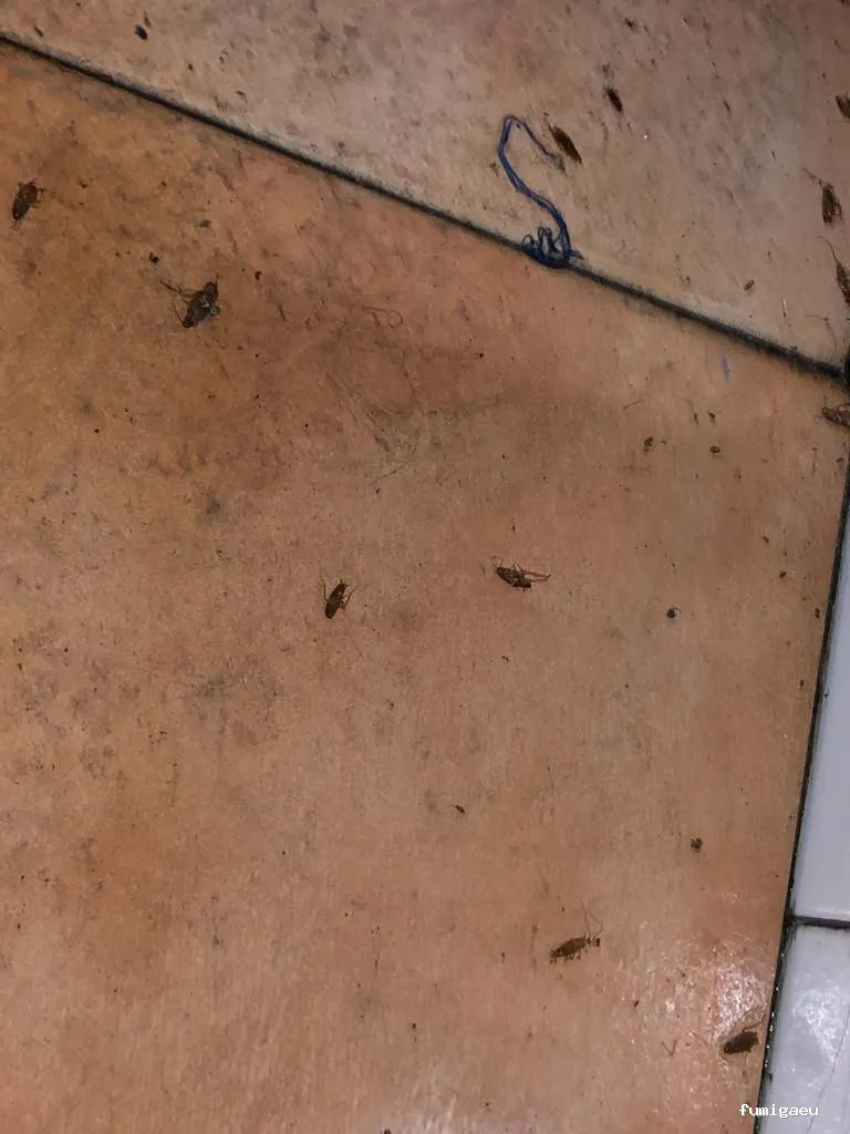 E-control Plagas Zaragoza Desinfecciones