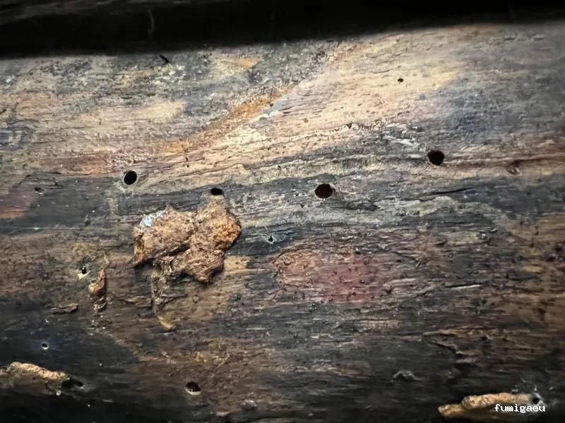 E-control Plagas Zaragoza Desinfecciones