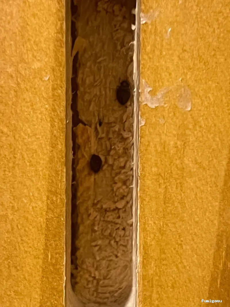 E-control Plagas Zaragoza Desinfecciones