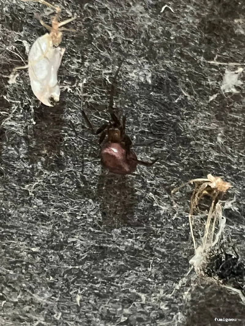 E-control Plagas Zaragoza Desinfecciones