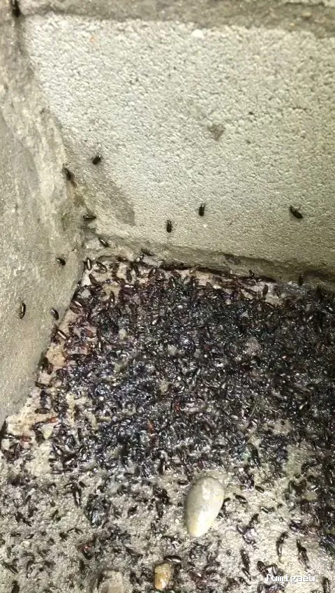 E-control Plagas Zaragoza Desinfecciones