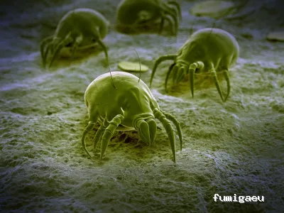 Desinfecciones Eibar