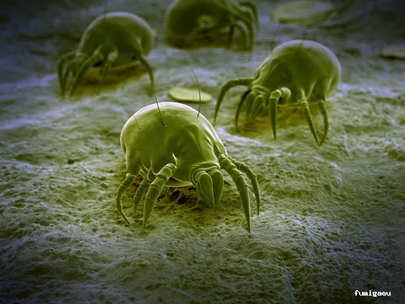 Desinfecciones Eibar