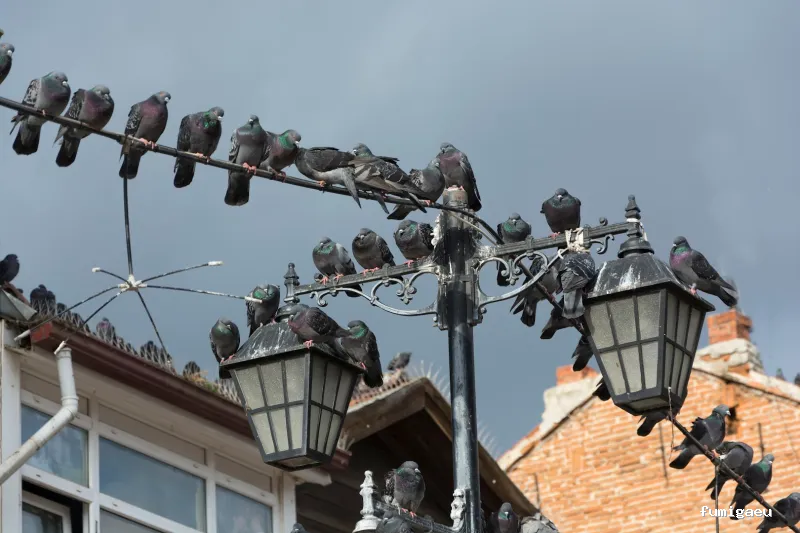 Desinfecciones Eibar