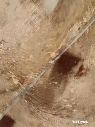 Control de Plagas Almería