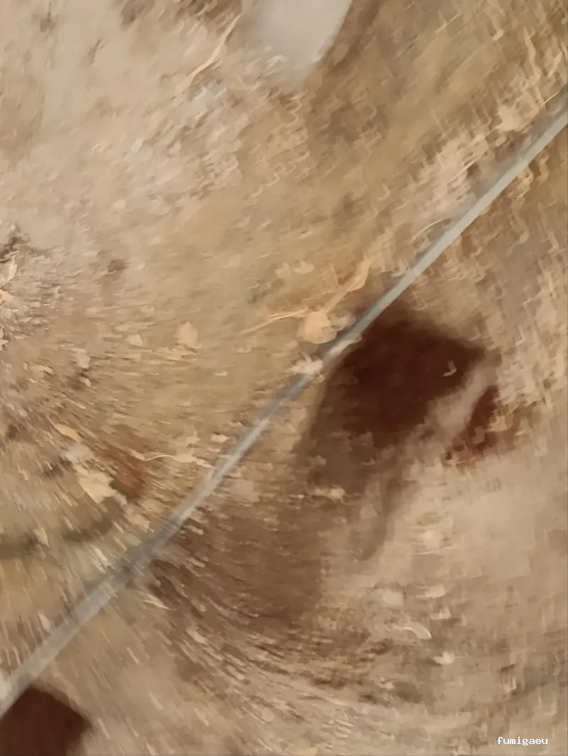 Control de Plagas Almería