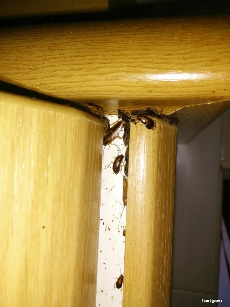 Control De Plagas Valencia