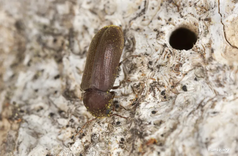 Control De Plagas Valencia