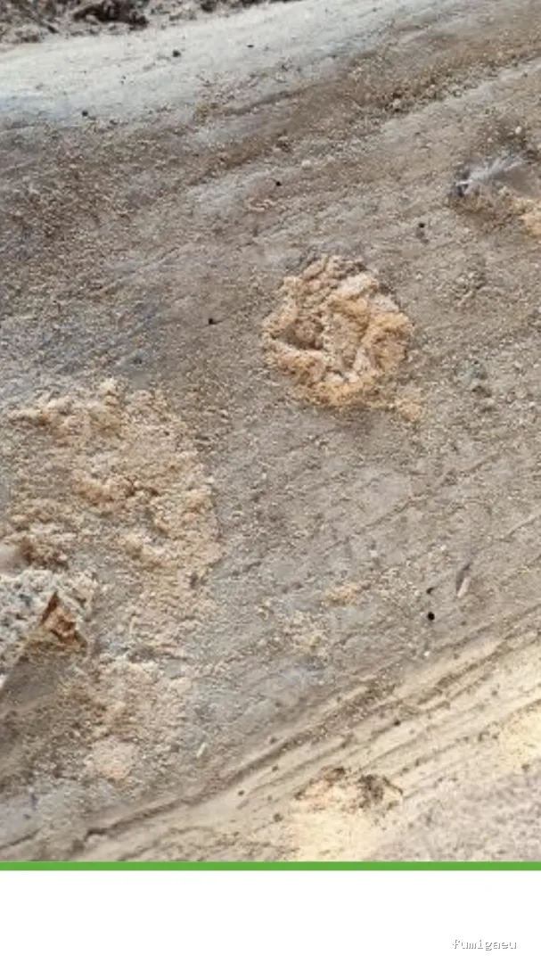 Control de Plagas Passer