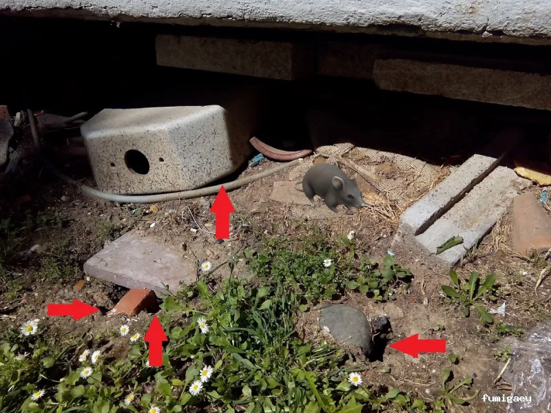 Biodal Control Ambiental