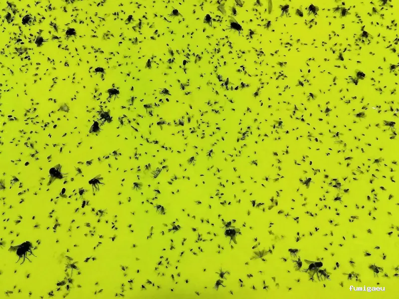 Biodal Control Ambiental