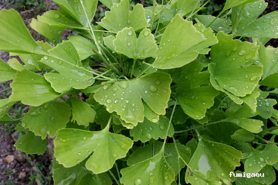 FITONATUR. Fitopatologia I Natura S.L.