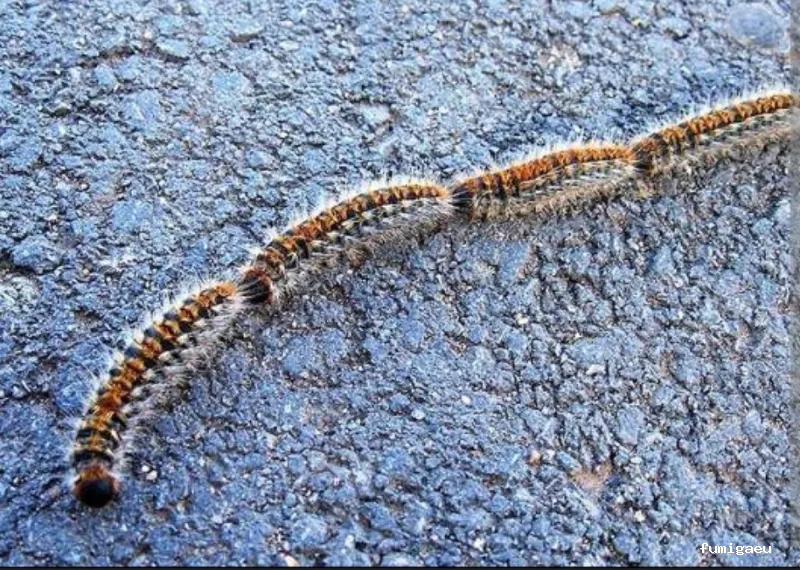 MAYO & GARCÍA SERVICE GROUP SLU