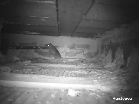 EcoSerra | Control De Plagas en Valencia