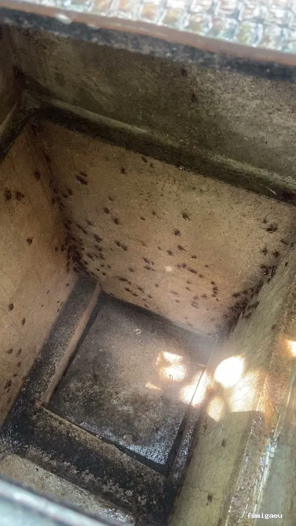 EcoSerra | Control De Plagas en Valencia